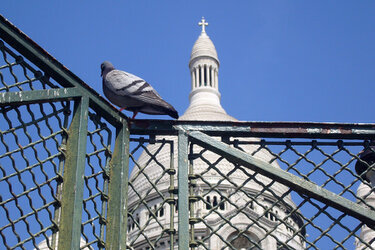 Sacré-Pigeon