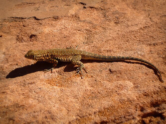 Horseshoe Bend - Arizona