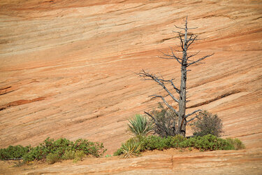 Zion National Park - Utah